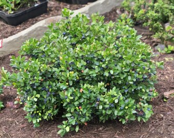 Dwarf Blueberry Bush 'Top Hat' (Live Plant)