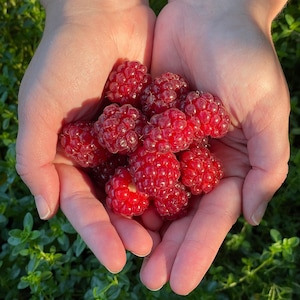 Boysenberry (Live Plant)