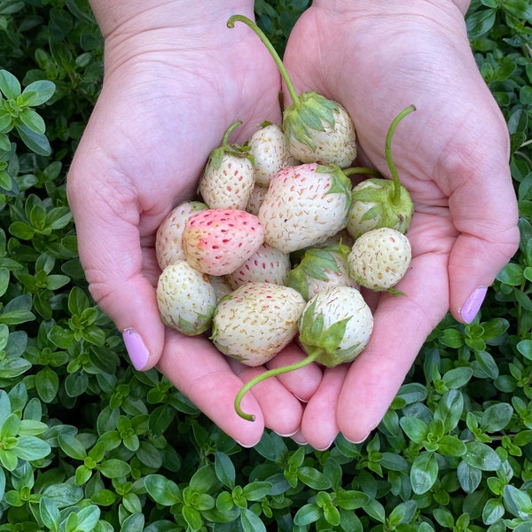 Pine Berry (Live Plants)