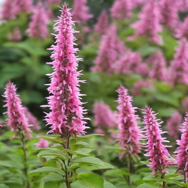 Agastache Poquito™ Lavender (Live Plant)