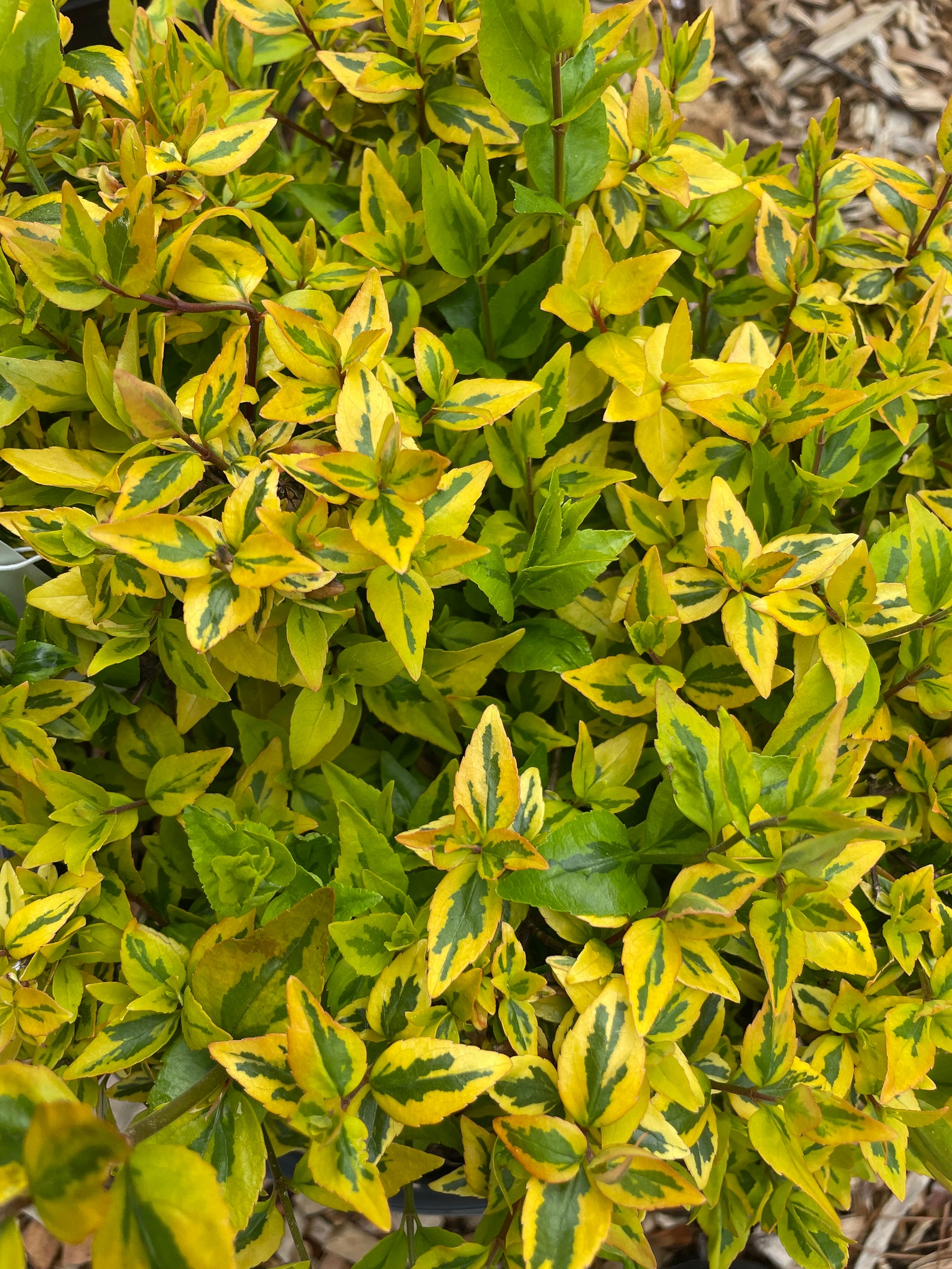 Abelia 'kaleidoscope' live Plant - Etsy