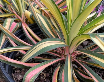 Yucca 'Color Gaurd' (Live Plant)