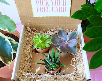 Sweet Little Plant Box, Succulent gift box with unique plants, great gift for birthday