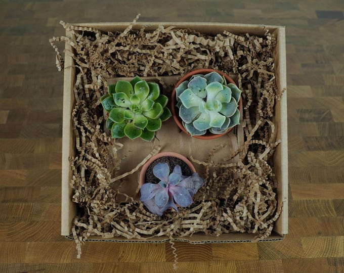 Sweet Little Plant Box, Gift Wrapped with Card