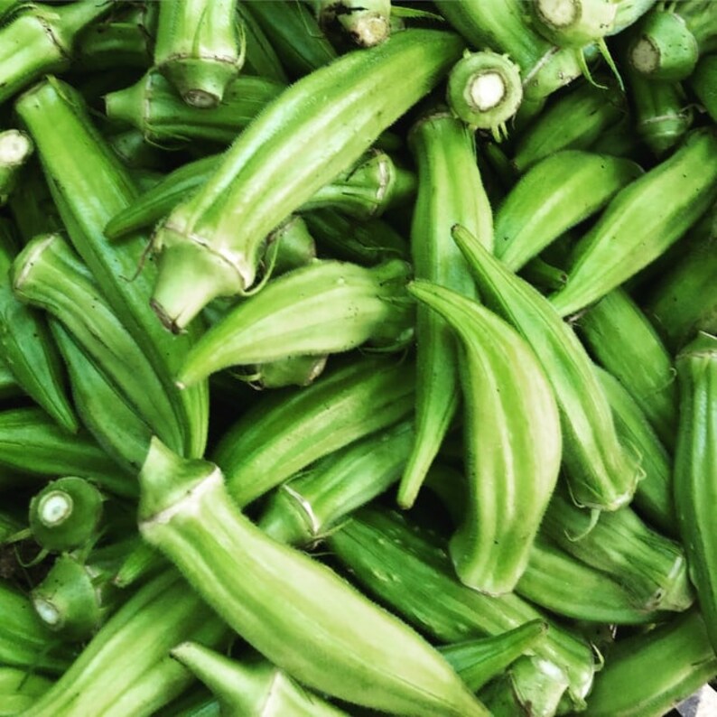 Okra Seeds 100 Seeds Etsy