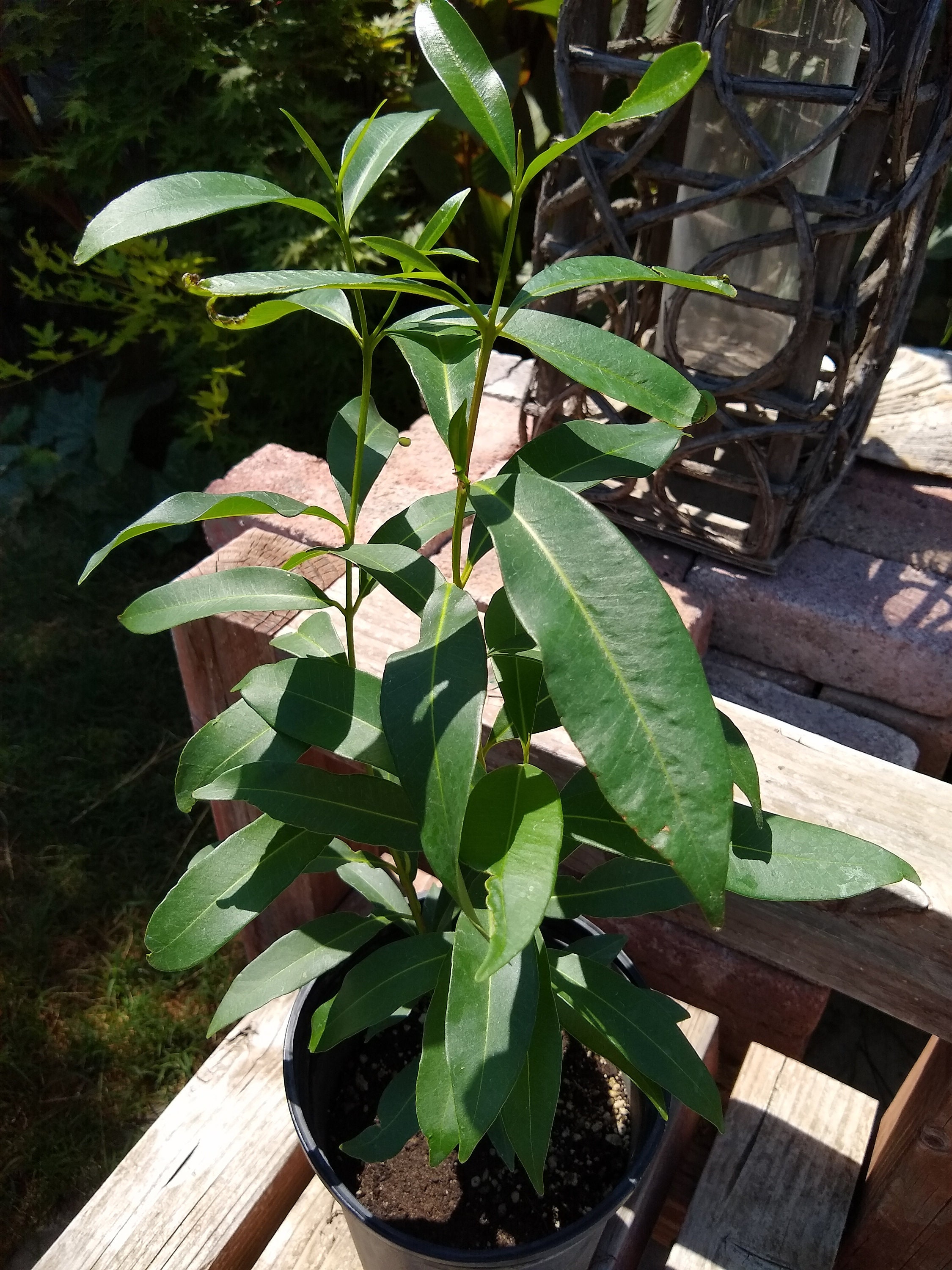 Java Plum Tree - 14"-18" Plant (Malabar Plum, Jambolan, Bla…