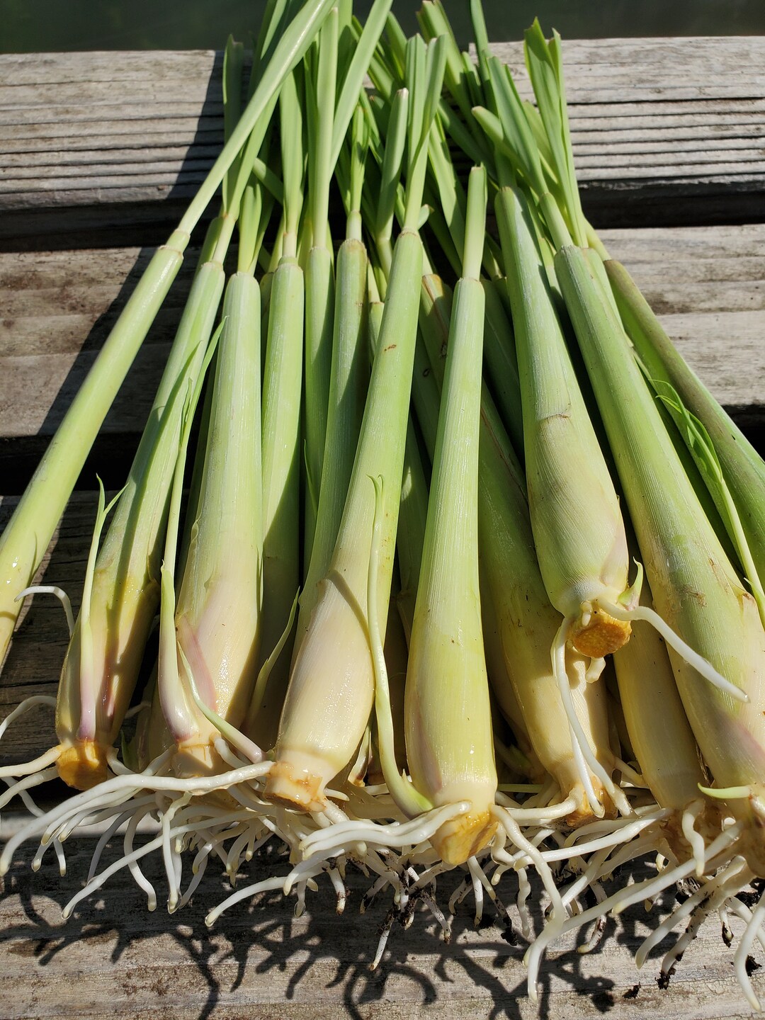 Lemongrass Plant live Rooted Stalks, Bare Root Lemongrass, Fresh