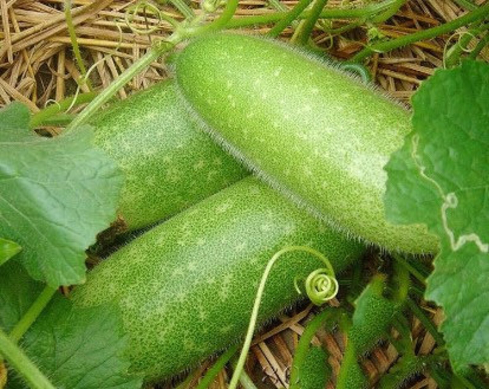 Winter Melon Wax Gourd Winter Gourd 50 Seeds Etsy