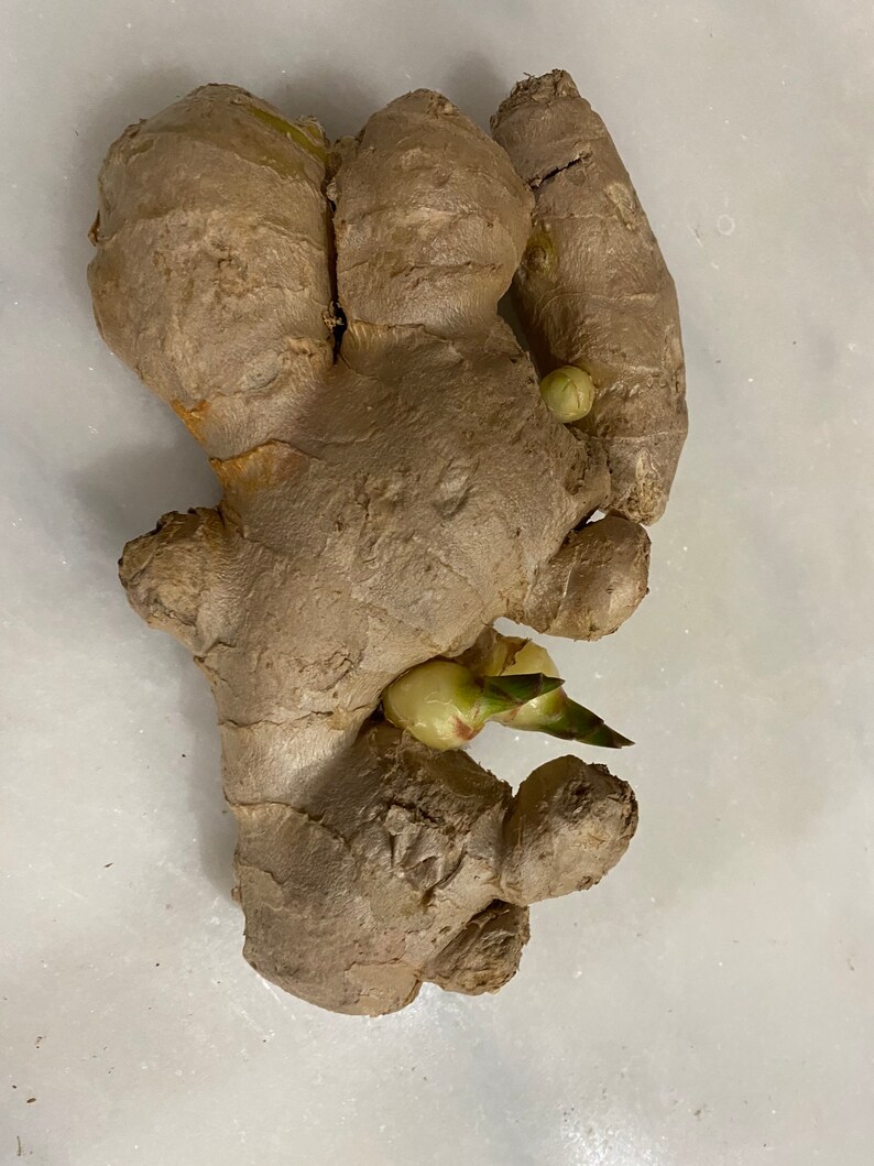 Fresh Sprouting Ginger Root/Rhizome with Live Buds Edible / | Etsy