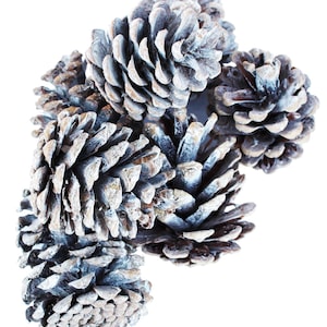 White Washed Pine Cones
