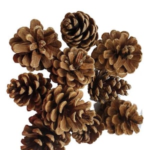 Pine Cones