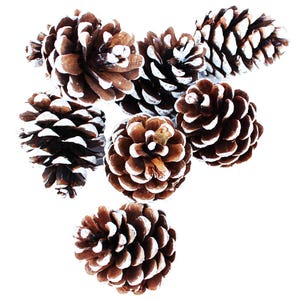 White Tipped Pine Cones