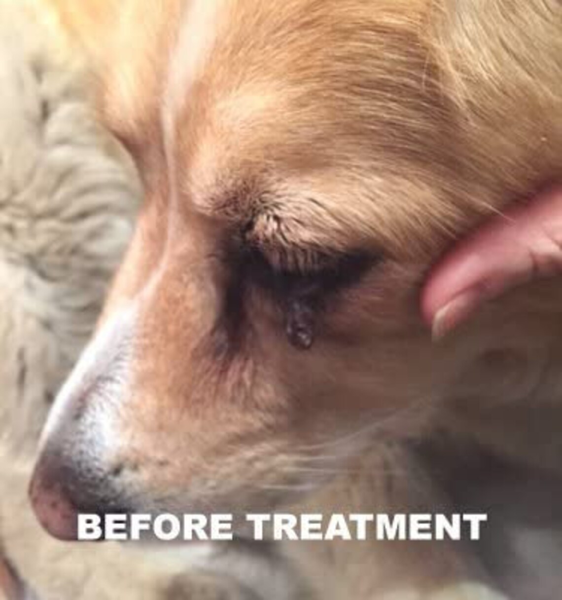 All Natural Dog Wart Remover 1oz 100 Natural Painless Dog Warts