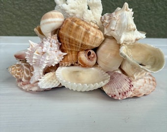 Seashell Jewelry Display, Mermaid Beach Decor