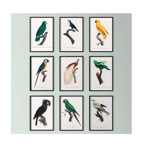 Antique Exotic Bird and Parrot Prints SET OF 9 Digital Download