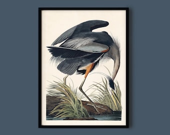 Great Blue Heron Print by John James Audubon Digital Download