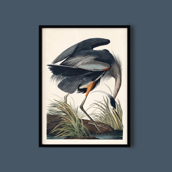 Great Blue Heron Print by John James Audubon Digital Download