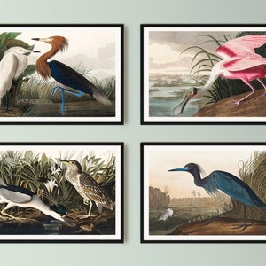 Vintage Bird Heron Prints SET OF 4 Digital Download Art by John James Audubon