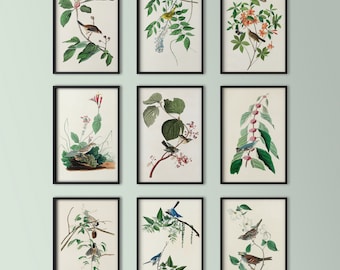 Vintage Bird Prints SET VAN 9 Digitale Download Art door John James Audubon