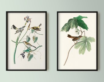 May include: Two framed prints of vintage bird illustrations. The left print features three birds perched on a leafy branch with berries. The right print shows a single bird perched on a leafy branch.