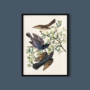 以下が含まれることがあります： 花が咲いた茂みの枝に止まっている3羽の鳥のヴィンテージイラスト。鳥は茶色と白の鳥、青と黒の鳥、オレンジ色の模様のある黒い鳥です。