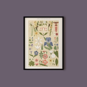 Vintage Botanical Print of Leaves and Flowers from Nature by Owen Jones