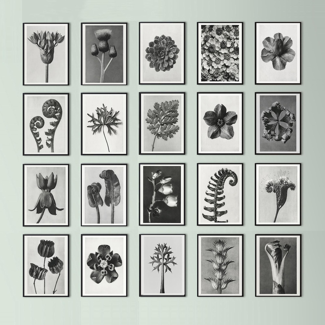 Vintage Black and White Botanical Print Photo SET OF 20 Digital ...