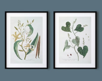 Pair of Vintage French Botanical Prints