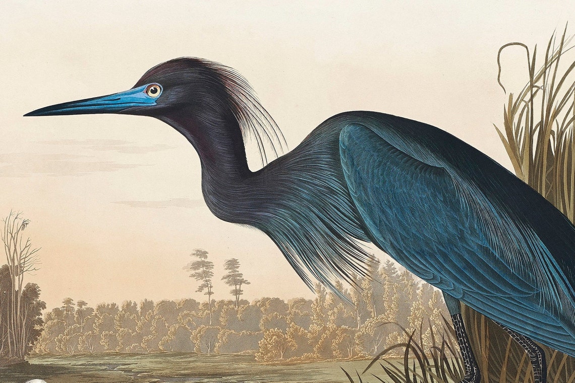 Vintage Bird Heron Prints SET OF 4 Digital Download Art by Etsy