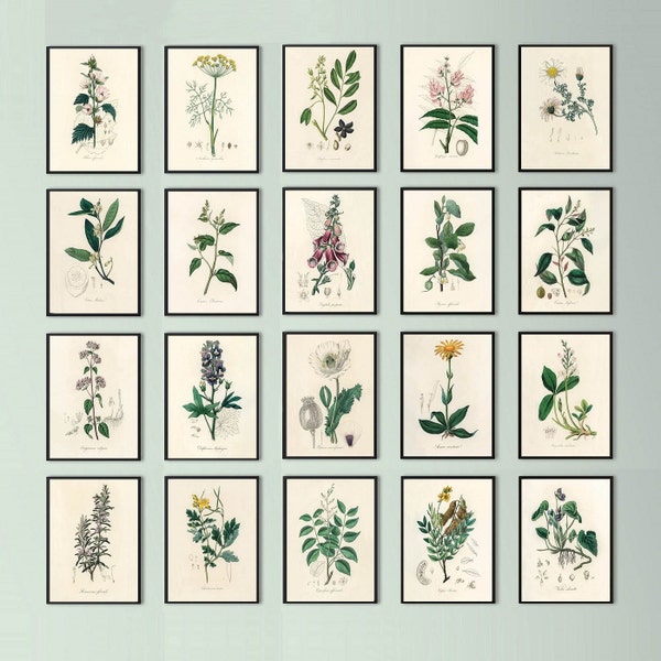 Vintage Botany Floral Flower Prints SET OF 20 Digital Downloads by John Stephenson and James Morss Churchill