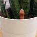 Willy Worm Water Sensor - Mini | Fun & Practical Gift - e-Pots
