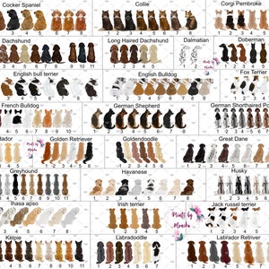 Pu&ograve; includere: Un grafico con illustrazioni di diverse razze di cani, ogni razza &egrave; etichettata con il suo nome. Il grafico &egrave; diviso in righe e colonne, con ogni riga che rappresenta una razza diversa. Il grafico &egrave; progettato per aiutare le persone a identificare diverse razze di cani.