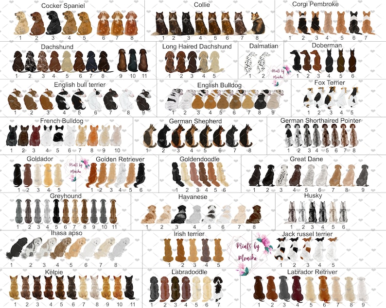 Pu&ograve; includere: Un grafico con illustrazioni di diverse razze di cani, ogni razza &egrave; etichettata con il suo nome. Il grafico &egrave; diviso in righe e colonne, con ogni riga che rappresenta una razza diversa. Il grafico &egrave; progettato per aiutare le persone a identificare diverse razze di cani.