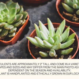 May include: Close-up of a selection of succulents in small terracotta pots. The succulents are green and come in a variety of shapes and sizes. The text reads: "Succulents are approximately 2" tall and come in a variety of shapes and sizes and may differ from the main photo as it is dependent on the season and availability. Each plant is handplanted and ethically grown in our local farm."