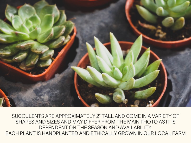May include: Close-up of a selection of succulents in small terracotta pots. The succulents are green and come in a variety of shapes and sizes. The text reads: "Succulents are approximately 2" tall and come in a variety of shapes and sizes and may differ from the main photo as it is dependent on the season and availability. Each plant is handplanted and ethically grown in our local farm."
