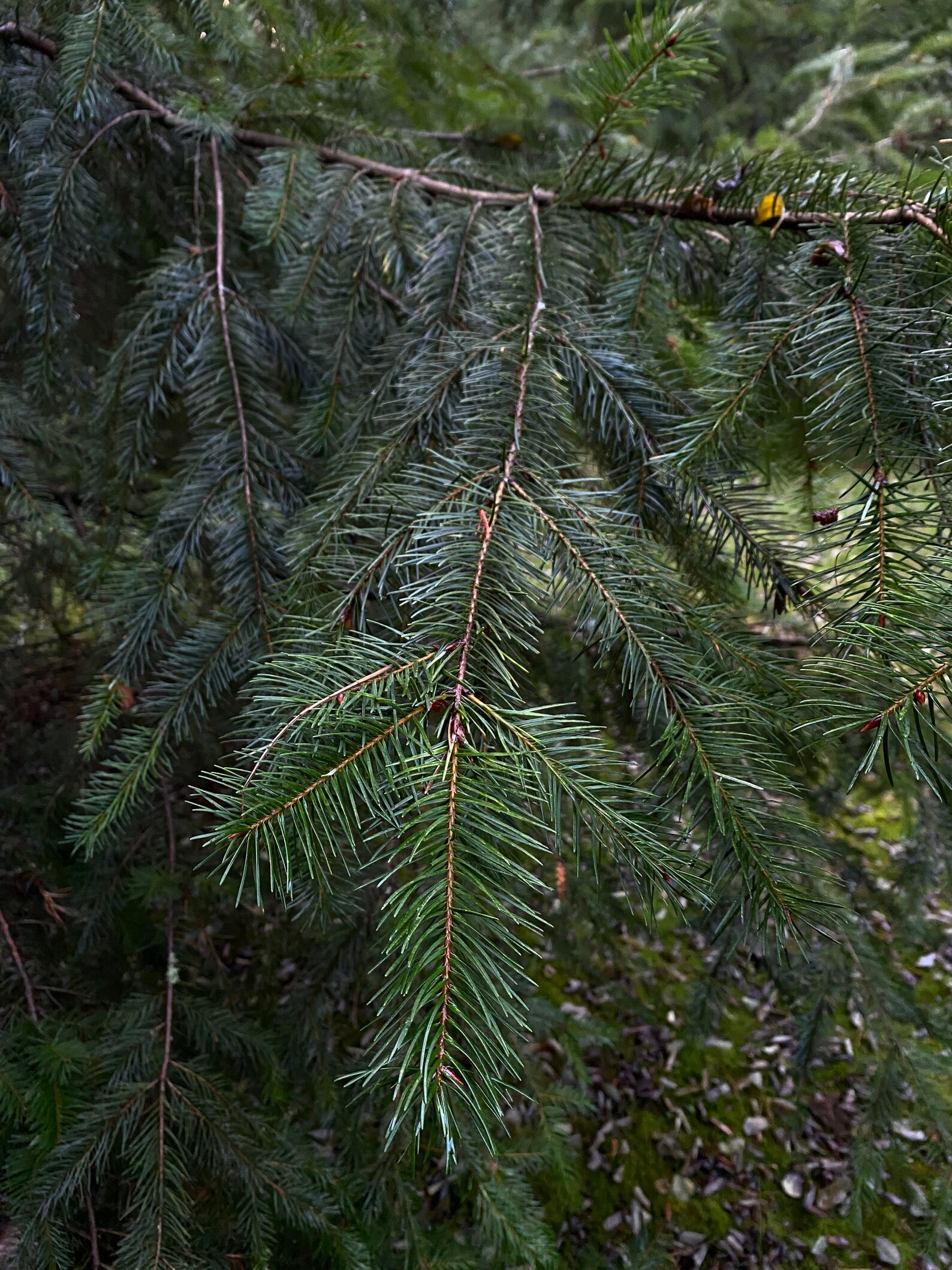 Douglas Fir Pine Needle Trimmings Etsy
