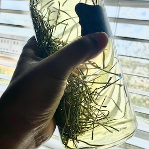 Sweet Grass Oil