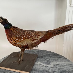 Faisan empaillé et naturalisé Taxidermie