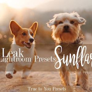May include: Two dogs, a corgi and a Yorkshire Terrier, run towards the camera on a dirt path with a golden sunset in the background. The text "Sun Leak Lightroom Presets Sunflares True to You Presets" is displayed on a brown banner.