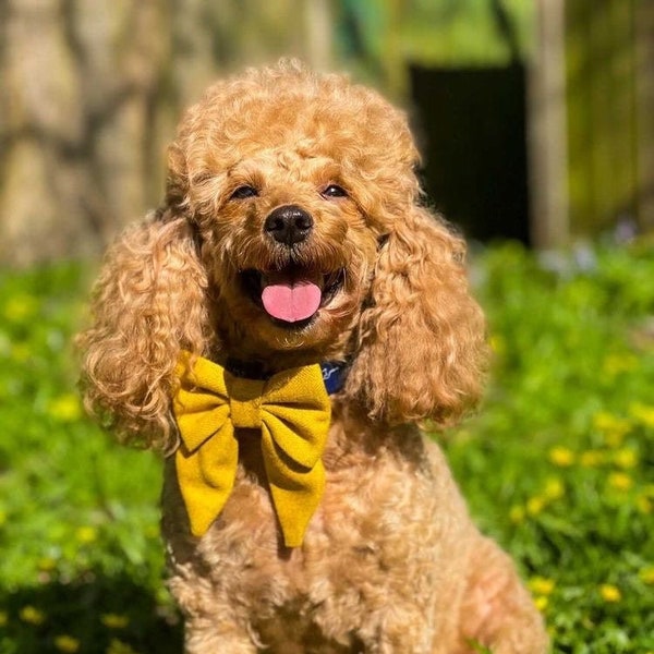 Mustard herringbone twill dog bow tie/tweed style sailor dog bow/herringbone dog bow/yellow bow tie/mustard bow tie/sailor bow dog/collar