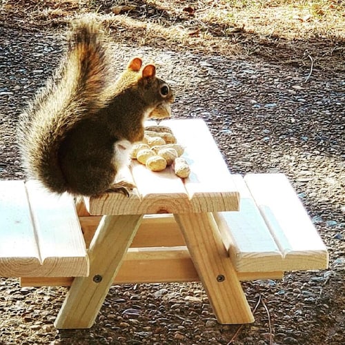 Squirrel Picnic Bench 