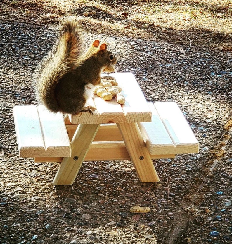 Squirrel Picnic Table Feeder Etsy