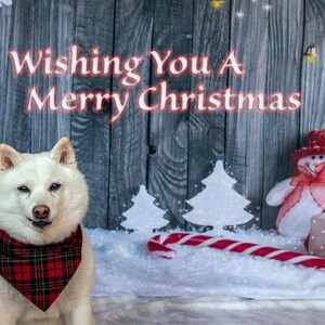 Kana Wishing You A Merry Christmas - Tarjeta de felicitación para fotografía de mascotas 2023 - Juego de 5