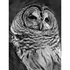 Set 0f 5 Black & White Owl Photo Blank Cards