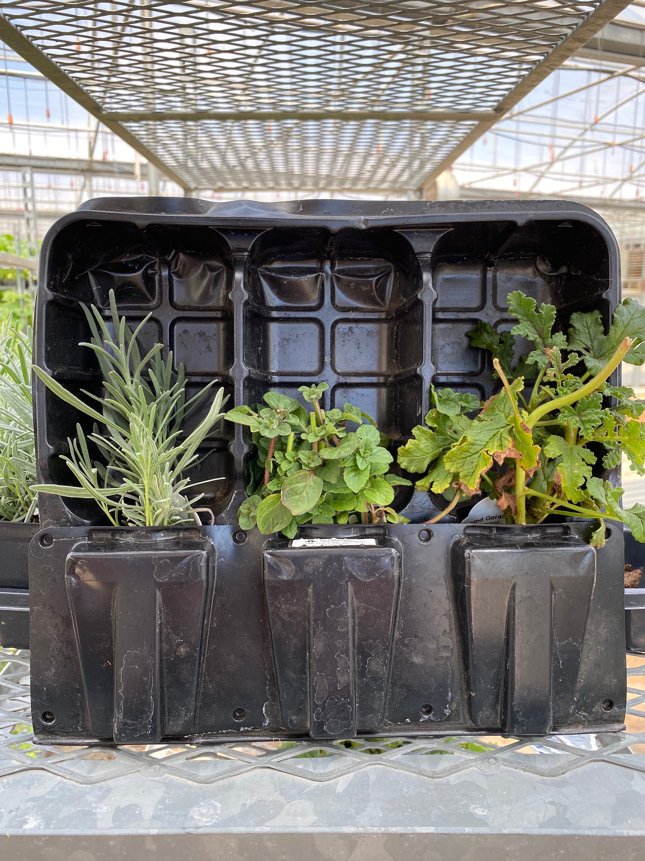 Live Potted Herb Plants 3 Plants choose From Mint Etsy