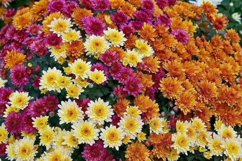 Hardy Fall Garden Mums 2 Live Plants Multiple Colors to Etsy