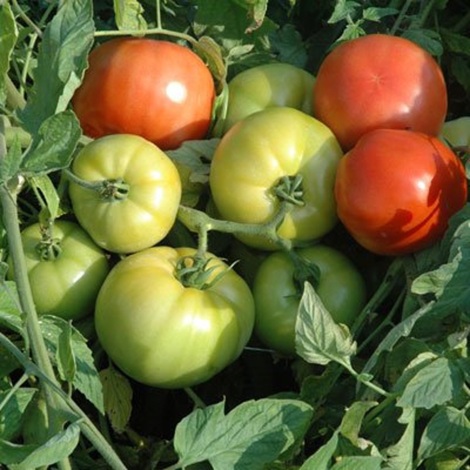 6Pack of Tomato Plants Choose Your Varieties Live Veggie