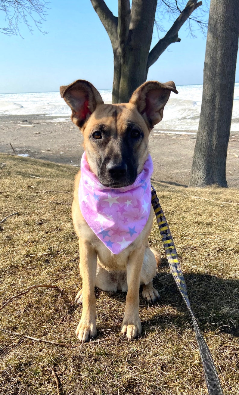 Star Dog Bandana Over The Collar Bandana . 2 options avail Snap On Bandana. Starry Sky Dog Bandana Stars Dog Bandana Moon Dog Bandana