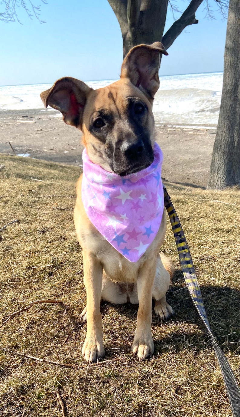 Star Dog Bandana Over The Collar Bandana . 2 options avail Snap On Bandana. Starry Sky Dog Bandana Stars Dog Bandana Moon Dog Bandana