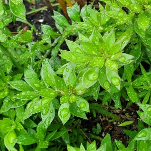20 pieces Pereskiopsis spathulata  Fresh cuttings (6 to 8 inches) grafting stock